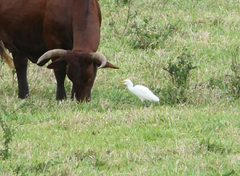 Bubulcus ibis coromandus