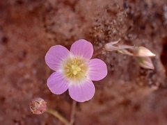Calandrinia