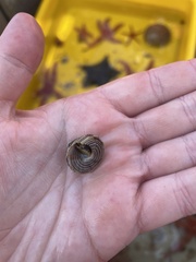 Calliostoma canaliculatum