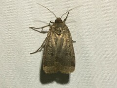 Abagrotis alternata