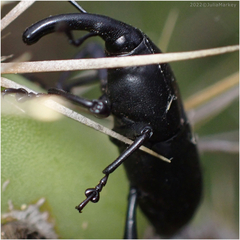 Cactophagus spinolae