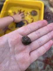 Calliostoma canaliculatum