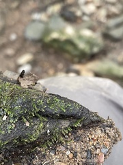 Hygroamblystegium varium