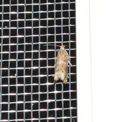 Crocidosema plebejana