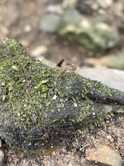 Hygroamblystegium varium