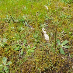Microtis unifolia
