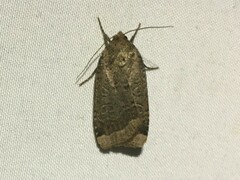 Abagrotis alternata