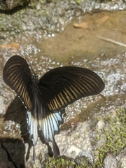 Papilio ascalaphus