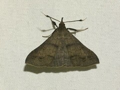 Renia discoloralis