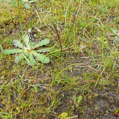 Microtis unifolia