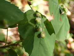 Blaesodiplosis
