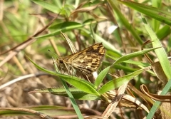 Taractrocera ceramas