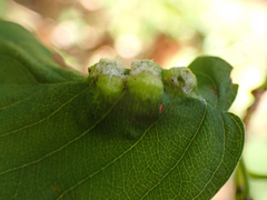 Blaesodiplosis