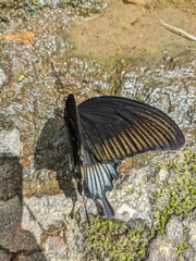 Papilio ascalaphus