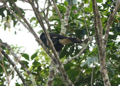 Strepera graculina robinsoni