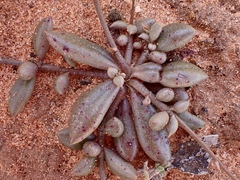 Calandrinia