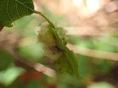 Blaesodiplosis