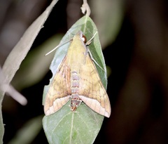 Nephele comma
