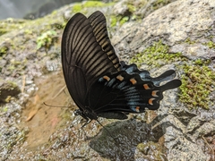 Papilio ascalaphus