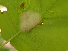 Blaesodiplosis