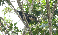 Strepera graculina robinsoni