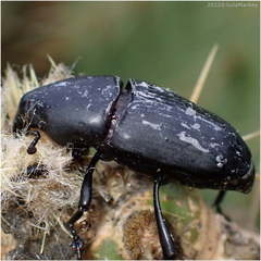 Cactophagus spinolae