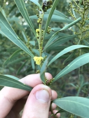 Acacia rubida