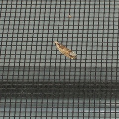 Euphona euphona