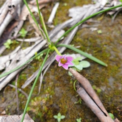 Romulea