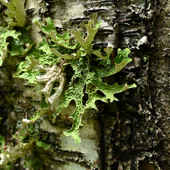 Lobaria