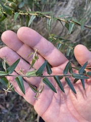 Podolobium aciculiferum