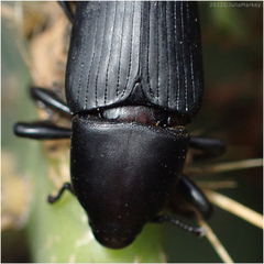 Cactophagus spinolae