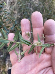 Podolobium aciculiferum