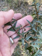 Podolobium aciculiferum