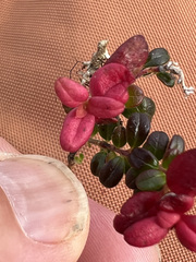 Exobasidium splendidum