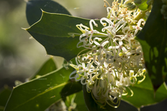 Hakea prostrata