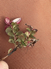 Exobasidium splendidum