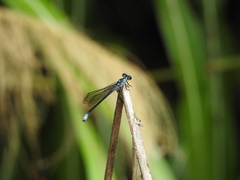 Bayadera brevicauda