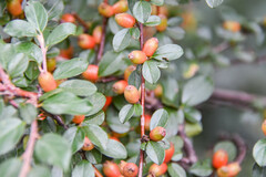 Cotoneaster divaricatus