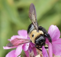 Xylocopa virginica