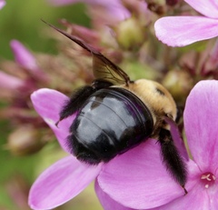 Xylocopa virginica