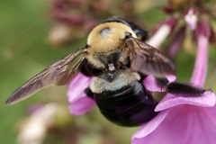 Xylocopa virginica