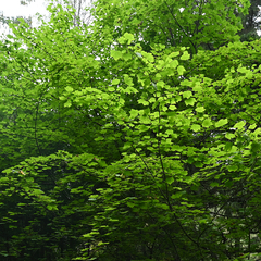 Acer glabrum douglasii