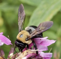 Xylocopa virginica