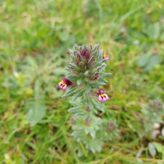 Parentucellia latifolia