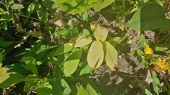 Uvularia grandiflora