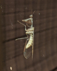 Mantispinae