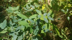 Lathyrus ochroleucus