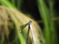 Bayadera brevicauda