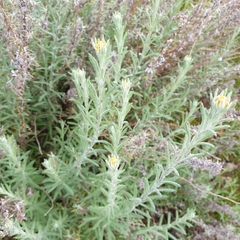 Chrysocephalum semipapposum